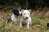 BULL TERRIER MINIATURE 284